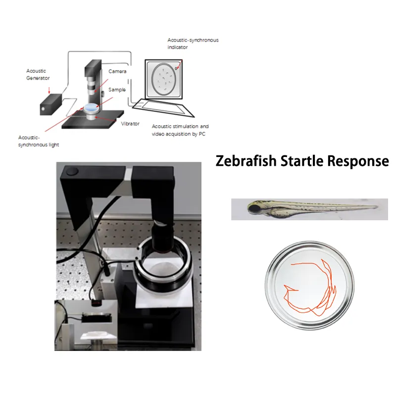 Zebrafish Auditory Startle Response Testing System
